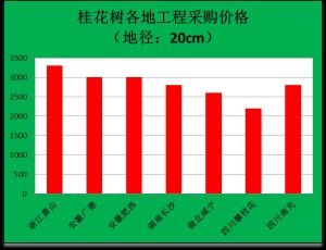 2022年，各地桂花树的工程采购价，看看你家的能卖多少钱一棵？-图6