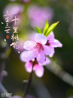 三生三世十里桃花出电影版啦，一定要去看-图1