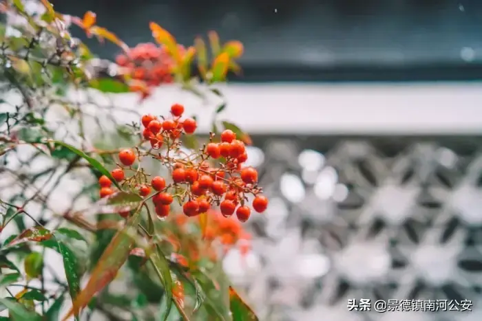 诗词丨史上最著名的两首红豆诗，一首一个千古名句，相思原来这么美  第2张