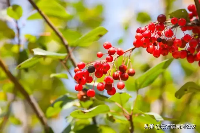 诗词丨史上最著名的两首红豆诗，一首一个千古名句，相思原来这么美