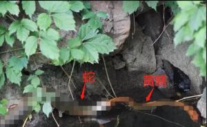 为什么说“蛇吃黄鳝是找死”？如果蛇吃了黄鳝，真的会死吗？-图5