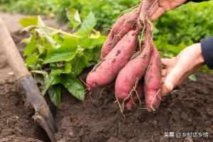 玉米和红薯什么时候种植好？这才是最佳种植时间，别早也不能太晚  第5张