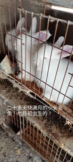 长毛兔养殖的目前现状分享  第3张