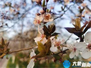 漯河沙澧河：春花烂漫处 杨柳醉春烟-图4