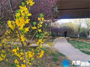 漯河沙澧河：春花烂漫处 杨柳醉春烟-图3