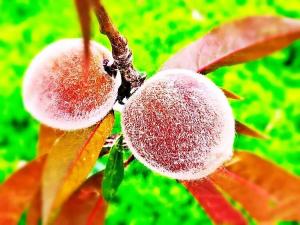 紫叶碧桃～芳菲妩媚，花叶皆美，是优良的观叶观花树种-图11