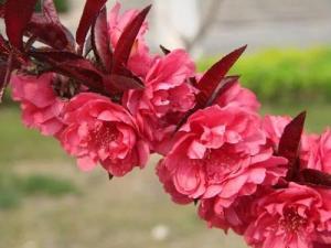 紫叶碧桃～芳菲妩媚，花叶皆美，是优良的观叶观花树种-图14