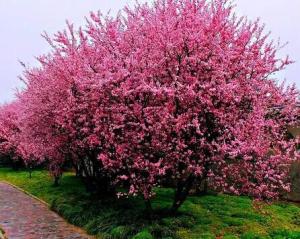 紫叶碧桃～芳菲妩媚，花叶皆美，是优良的观叶观花树种-图18