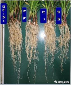 这样强大的玉米根系是如何造的呢？  第5张