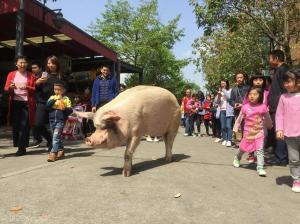 猪能活多少年？多数6个月，汶川猪坚强已经13岁