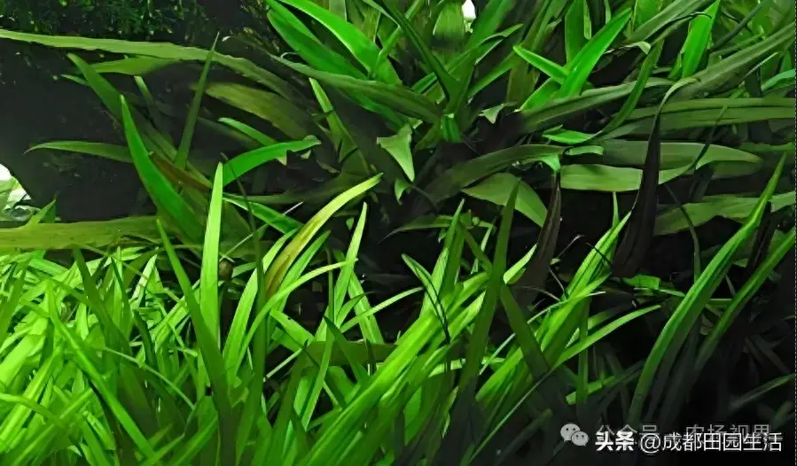 种植创业：1株卖价超100元，年销900万的小本养殖，3个月就回本-图1