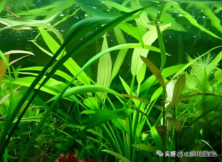 种植创业：1株卖价超100元，年销900万的小本养殖，3个月就回本-图3