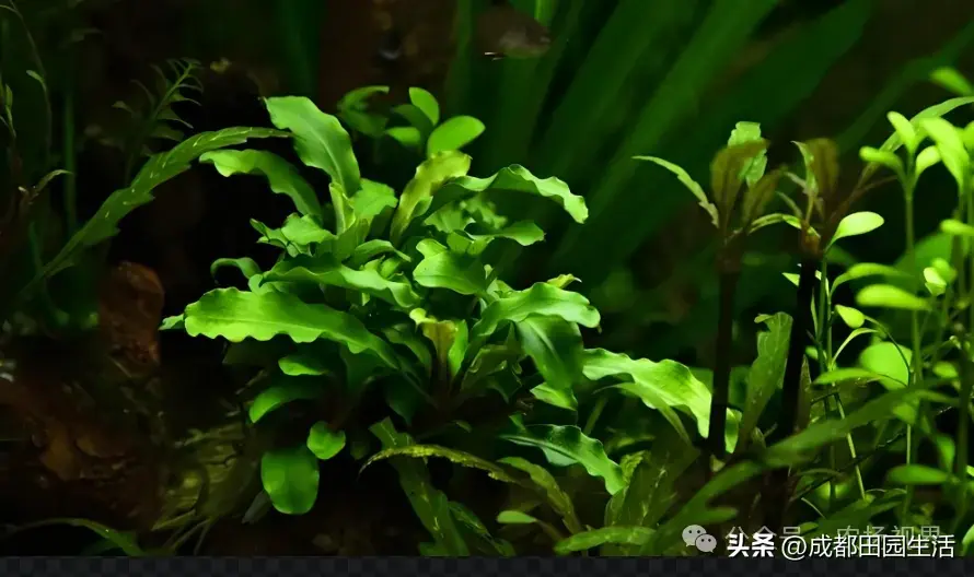 种植创业：1株卖价超100元，年销900万的小本养殖，3个月就回本-图7