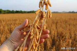 大豆拍卖增多,进口大豆到港增加,盘面连续回落,黄豆还能落?  第5张