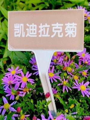 200种菊花，等你赏-图7