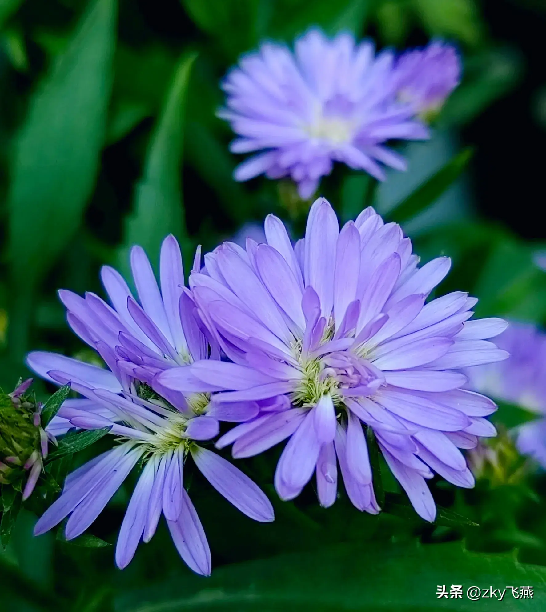 200种菊花，等你赏-图11