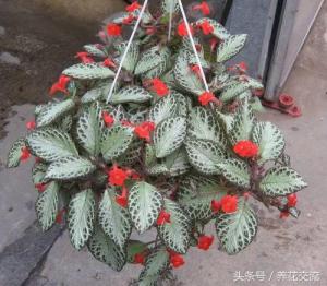 10种适合盆栽养护的耐阴植物，光线阴凉处也能长旺盛-图1