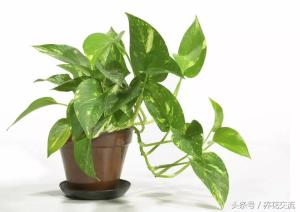 10种适合盆栽养护的耐阴植物，光线阴凉处也能长旺盛-图7