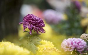 黄花不负秋 与秋作光辉，十二首赏菊的诗词，九九重阳赏菊花  第13张