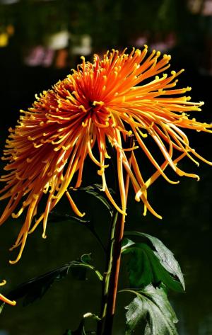 黄花不负秋 与秋作光辉，十二首赏菊的诗词，九九重阳赏菊花  第19张