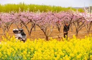 桃花在什么季节开花？咱们农民有话说