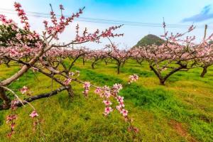 桃花在什么季节开花？咱们农民有话说