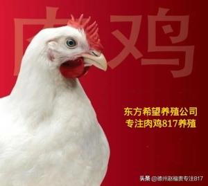 817肉杂毛鸡行情（棚前价格）12月3日