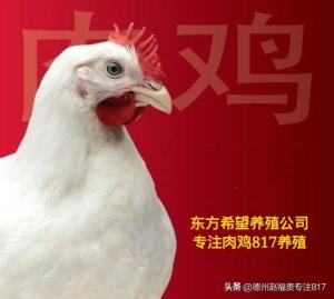 817肉杂毛鸡行情（棚前价格）12月3日