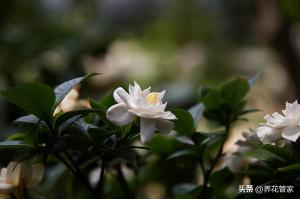 栀子花只长叶子不开花？栀子花掉花苞的五种原因和解决方法  第2张