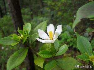 栀子花只长叶子不开花？栀子花掉花苞的五种原因和解决方法  第3张