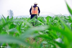 农户种玉米，遇到危害极大的蚜虫该怎么办？做好这四大工作