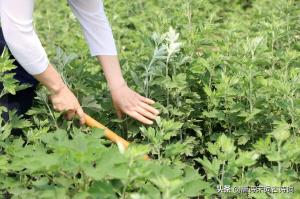 夏至来了，赏析宋代史浩的永遇乐·夏至