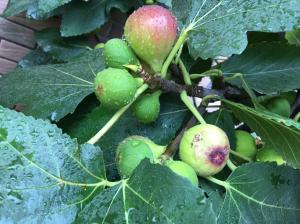 一棵盆栽无花果，2个“种植诀窍”，结果300个，一年比一年长势旺