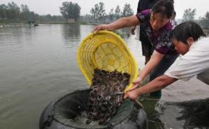 养殖泥鳅的越来越多，你知道一亩泥鳅塘能够挣多少吗？