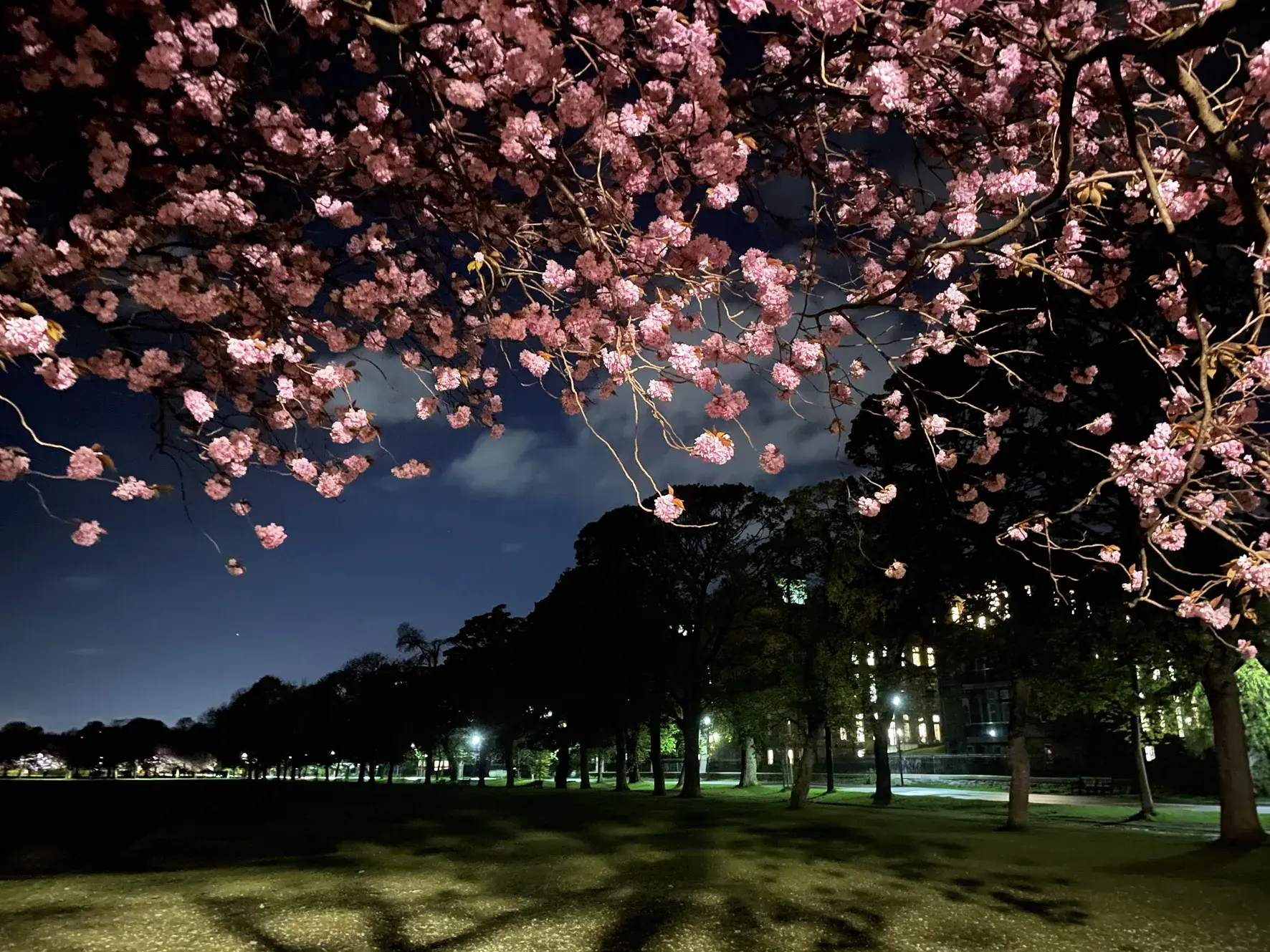 夜樱幻梦：邂逅月色下的浪漫樱花舞-图2