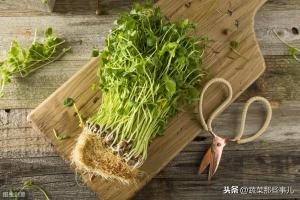 菜豆、豇豆、扁豆、四季豆……强大的豆角家族，它们到底谁是谁？  第16张