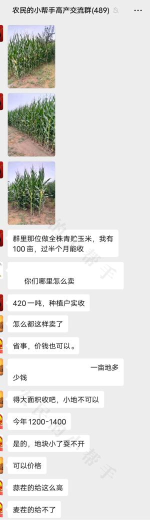 青贮玉米每吨420元，一亩地收益1400元，普通玉米能当作青贮吗？-图2