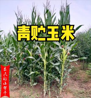 青贮玉米每吨420元，一亩地收益1400元，普通玉米能当作青贮吗？-图3