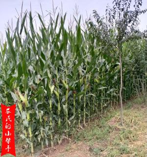 青贮玉米每吨420元，一亩地收益1400元，普通玉米能当作青贮吗？-图5