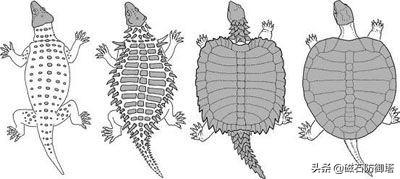 探索龟的演化史：两亿多年前它们究竟是什么样子的？  第10张