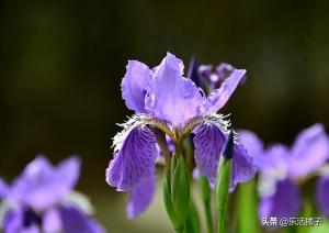 法国国花：鸢尾花，寓意华丽，顽强，还有一段不为人知的历史传说-图5