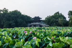 夏天开哪些常见的花？荷花是夏季最为代表性的花卉之一  第3张