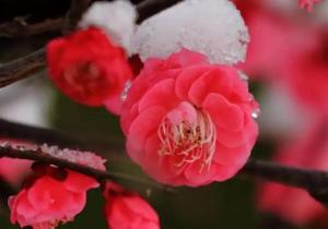 习诗录:梅须逊雪三分白，雪却输梅一段香