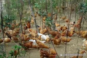 一亩山地最高养多少只土鸡合适？这样每天多赚50元-图2