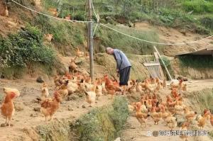 一亩山地最高养多少只土鸡合适？这样每天多赚50元-图4