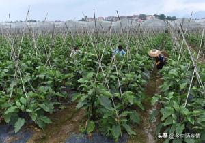 种菜养花怎能少了这些天然有机肥料？氮磷钾全有，自己就能做